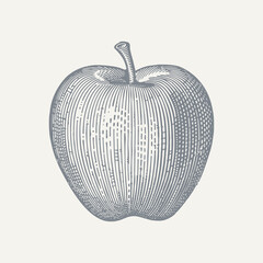 Apple. Vintage woodcut engraving style vector illustration.