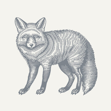 recommend clip art: Standing Fox. Vintage woodcut engraving style vector illustration.