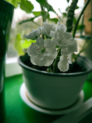 a flower in a pot