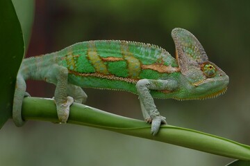 portrait of a chameleon on a branch