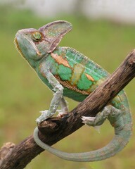 portrait of a chameleon on a branch © Adi