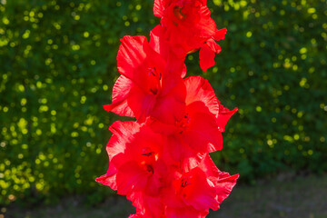 Beautiful view of red gladiolus flowers growing in garden with backdrop of green bushes.