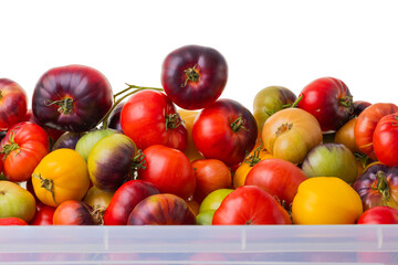 Close up view of harvest of tomatoes of different varieties lying in plastic box isolated on white background.