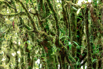 Close-up natural background of the forest atmosphere on top of Doi Inthanon in Chiang Mai, which is...