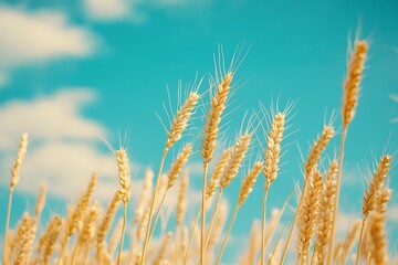 Fototapeta premium Golden Wheat Against a Bright Blue Sky