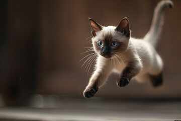 Adorable Tonkinese cat jumping in the air