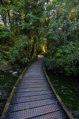Fototapeta premium Curve walkway around tree foliage.