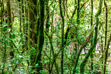 Close-up natural background of the forest atmosphere on top of Doi Inthanon in Chiang Mai, which is the highest and coldest area in Thailand. Tourists always like to come to see nature.