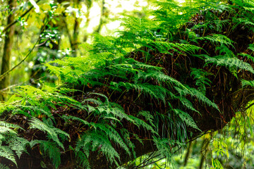Close-up natural background of the forest atmosphere on top of Doi Inthanon in Chiang Mai, which is the highest and coldest area in Thailand. Tourists always like to come to see nature.