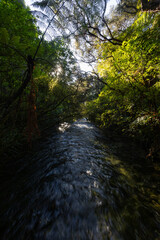 Beautiful river covered by green tree.
