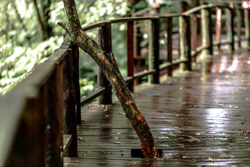 Close-up natural background of the forest atmosphere on top of Doi Inthanon in Chiang Mai, which is...