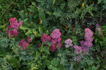 Yarrow blooms in the garden. Common yarrow (lat. Achillea millefolium) is a perennial herbaceous plant, a species of the genus Yarrow (Achillea) family Asteraceae, or Compound flowers (Asteraceae).