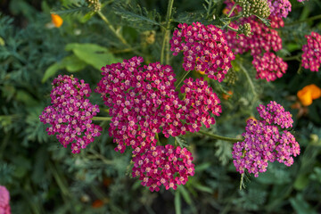Yarrow blooms in the garden. Common yarrow (lat. Achillea millefolium) is a perennial herbaceous plant, a species of the genus Yarrow (Achillea) family Asteraceae, or Compound flowers (Asteraceae).