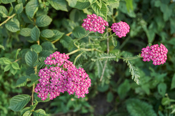 Yarrow blooms in the garden. Common yarrow (lat. Achillea millefolium) is a perennial herbaceous plant, a species of the genus Yarrow (Achillea) family Asteraceae, or Compound flowers (Asteraceae).