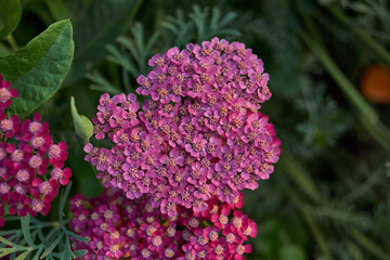 Yarrow blooms in the garden. Common yarrow (lat. Achillea millefolium) is a perennial herbaceous...