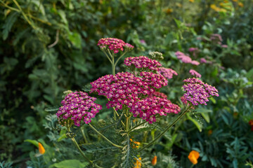 Obraz premium Yarrow blooms in the garden. Common yarrow (lat. Achillea millefolium) is a perennial herbaceous plant, a species of the genus Yarrow (Achillea) family Asteraceae, or Compound flowers (Asteraceae).