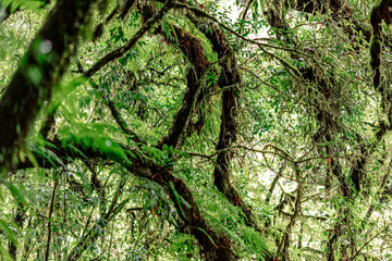 Close-up natural background of the forest atmosphere on top of Doi Inthanon in Chiang Mai, which is the highest and coldest area in Thailand. Tourists always like to come to see nature.