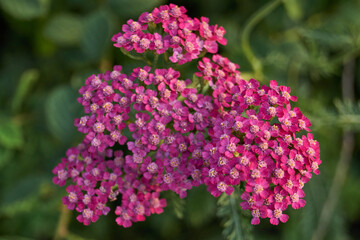 Yarrow blooms in the garden. Common yarrow (lat. Achillea millefolium) is a perennial herbaceous plant, a species of the genus Yarrow (Achillea) family Asteraceae, or Compound flowers (Asteraceae).