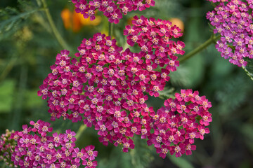 Yarrow blooms in the garden. Common yarrow (lat. Achillea millefolium) is a perennial herbaceous plant, a species of the genus Yarrow (Achillea) family Asteraceae, or Compound flowers (Asteraceae).