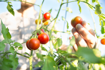 ミニトマトを収穫する