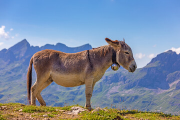 Esel - Alpen - Berge - Hausesel - Berge - Panorama
