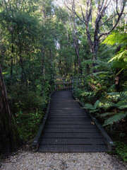 Obraz premium Wooden walkway into the forest walk.