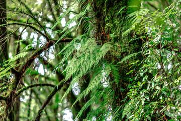 Close-up natural background of the forest atmosphere on top of Doi Inthanon in Chiang Mai, which is...