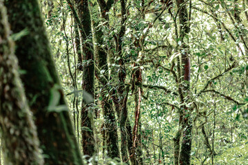 Naklejka premium Close-up natural background of the forest atmosphere on top of Doi Inthanon in Chiang Mai, which is the highest and coldest area in Thailand. Tourists always like to come to see nature.