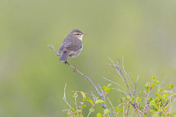 Obraz premium A male dusky warbler (Phylloscopus fuscatus) perched on a bush.