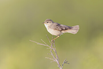Obraz premium A male dusky warbler (Phylloscopus fuscatus) perched on a bush.