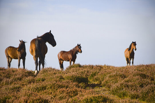 four wild horses stood in the heather on the top of the Quantock hills in Somerset 