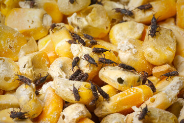 An image of corn kernels damaged and eaten by weevils. Corn weevil, Maize weevil beetles ,Maize...