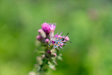 Butterfly on Flower
