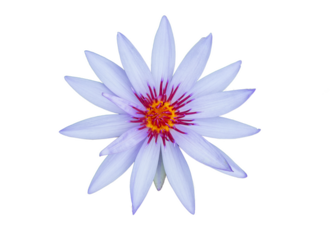 Blooming lotus, translucent background