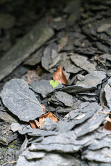 Plantleaf between Stones