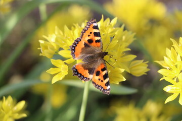 butterfly on a flower