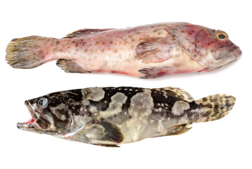 Grouper Fish on white background