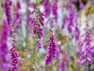 Foxglove Field on Vancouver Island, British Columbia, Canada