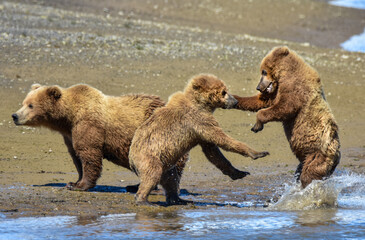 Grizzly Bear Cubs playing in Hallo Bay, Katmai, Alaska, U.S.