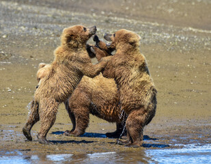 Grizzly Bear Cubs playing in Hallo Bay, Katmai, Alaska, U.S. © theBs