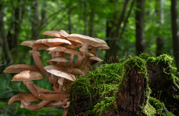 Mushrooms growing on a mossy tree stump in the autumn forest.
