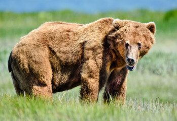 Grizzly Bear in Hallo Bay, Katmai, Alaska, U.S.