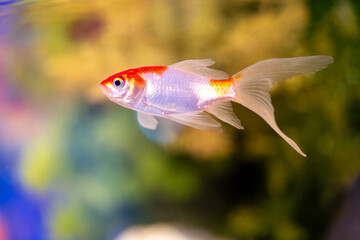 水槽の中を泳ぐ金魚