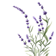 Obraz premium Sprigs of lavender flowers isolated on a white background. Lavender blossoms. Bunch of lavender.