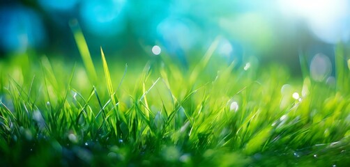 A close-up view of lush green grass with water droplets, set against a blurred background of trees and sunlight.