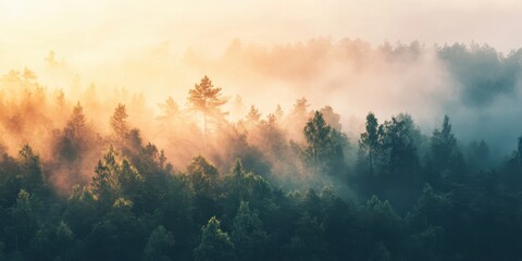 Fototapeta premium A serene forest landscape bathed in morning light and mist, highlighting the tranquility of nature and the beauty of trees.