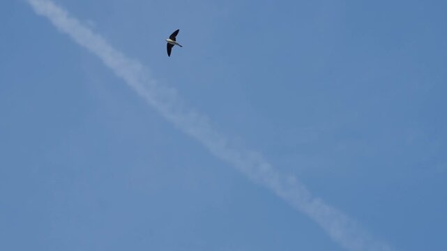 Western house martin Bird flying blue sky