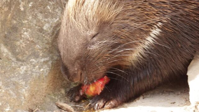 gros plan sur des porcs-&eacute;pics prenant leur repas dans un parc animalier