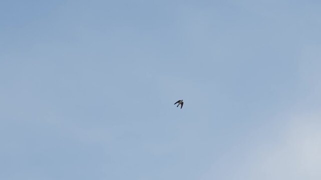 Western house martin Bird flying blue sky