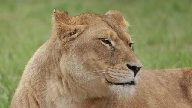 portrait d"une lionne allong&eacute;e dans l'herbe